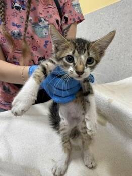 Puddle -  Domestic Short Hair Cat for Adoption in Honolulu, Hawaii - Puddle | PetCurious