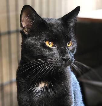 Rescue Domestic Short Hair Cats for Adoption in Saddle River, New Jersey - SIR MOOSH! | PetCurious