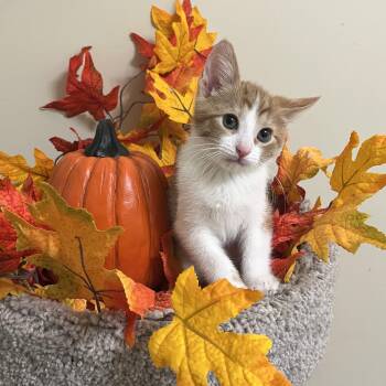 Pasta -  Domestic Short Hair Cat for Adoption in Duluth, Georgia - Pasta | PetCurious