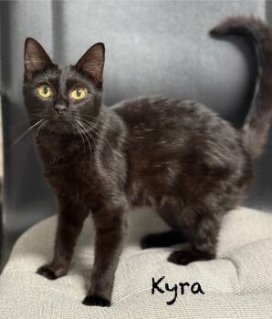 Domestic Short Hair Cats Available for Adoption in Pawleys Island, South Carolina - Kyra | PetCurious