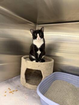 Farule -  Tuxedo Cat for Adoption in Richmond, Virginia - Farule | PetCurious