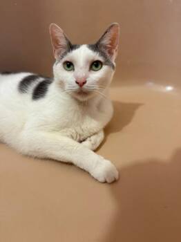 Valentine -  Domestic Short Hair Cat for Adoption - Valentine | PetCurious