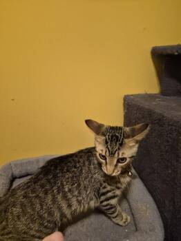 Roquefort -  Domestic Short Hair Cat for Adoption in St. Peters, Missouri - Roquefort | PetCurious