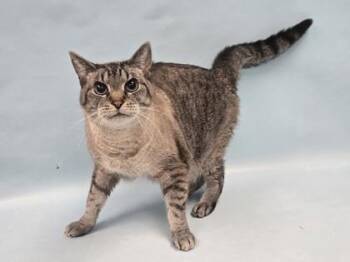 Kiki -  Domestic Short Hair Cat for Adoption in Minneapolis, Minnesota - Kiki | PetCurious