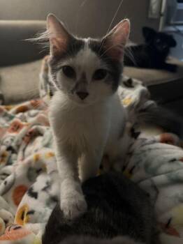 Sushi **Adopted** -  Domestic Medium Hair Cat for Adoption in Alafaya, Florida - Sushi **Adopted** | PetCurious
