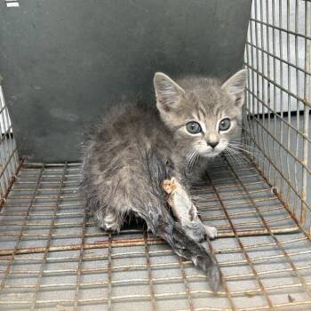 UCHIHA -  Domestic Short Hair Cat for Adoption in Greensboro, North Carolina - UCHIHA | PetCurious