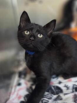Phineas -  Domestic Short Hair Cat for Adoption in Westland, Michigan - Phineas | PetCurious