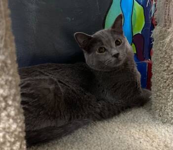 Rescue Domestic Short Hair Cats for Adoption in Winnipeg, Manitoba - Kermit | PetCurious