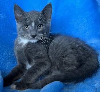 Robbie -  Tuxedo Cat for Adoption in Hood River, Oregon - Robbie | PetCurious