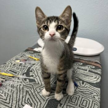 Alicia -  Domestic Short Hair Cat for Adoption in Riverside, California - Alicia | PetCurious