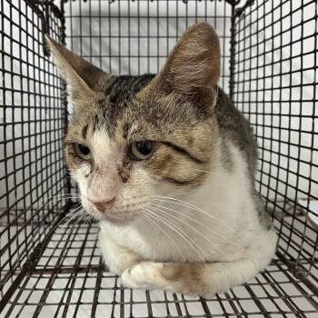 Kiko -  Domestic Short Hair Cat for Adoption in Edinburg, Texas - Kiko | PetCurious
