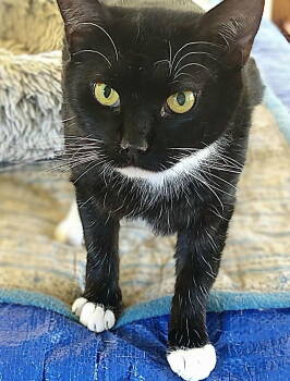 Rescue Domestic Short Hair Cats for Adoption in Oakboro, North Carolina - Tom Kat | PetCurious