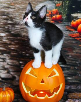 Bogey -  Domestic Short Hair Cat for Adoption in Lapeer, Michigan - Bogey | PetCurious