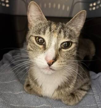 Gilly -  Domestic Short Hair Cat for Adoption in Honolulu, Hawaii - Gilly | PetCurious