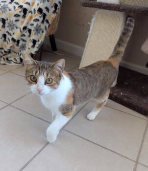 Rescue Domestic Short Hair Cats for Adoption in New Baltimore, Michigan - Spork | PetCurious