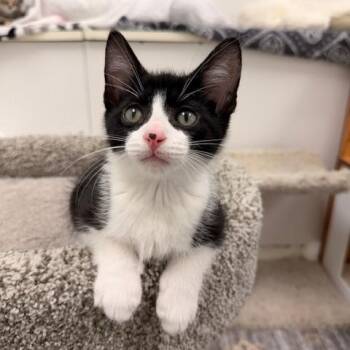 Domestic Short Hair Cats Available for Adoption in Allegan, Michigan - Stratus * | PetCurious