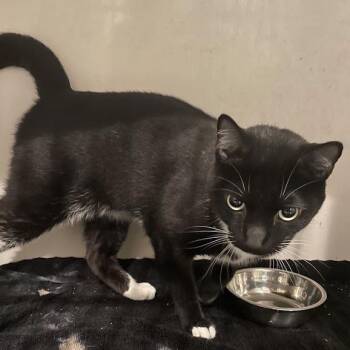 Kyro -  Domestic Short Hair Cat for Adoption in Port Charlotte, Florida - Kyro | PetCurious