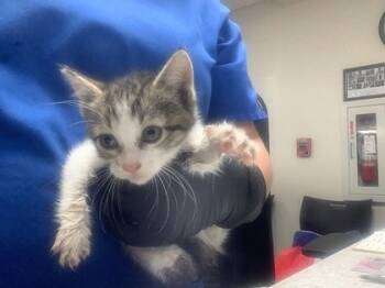 Rescue Domestic Short Hair Cats for Adoption in Fort Worth, Texas - 59796461 | PetCurious