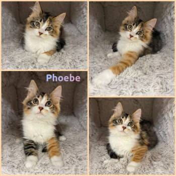 Phoebe -  Calico Cat for Adoption in Windy Hills, Kentucky - Phoebe | PetCurious