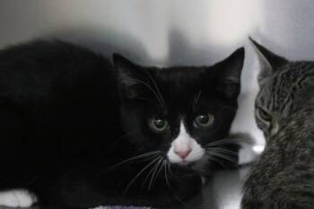 Figgy -  Domestic Short Hair Cat for Adoption in Brunswick, Georgia - Figgy | PetCurious
