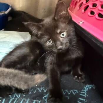 Narwhal -  Domestic Short Hair Cat for Adoption in Winston-salem, North Carolina - Narwhal | PetCurious