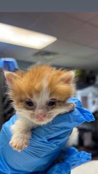 Domestic Medium Hair Cats Available for Adoption in Wabash, Indiana - Sunrise | PetCurious