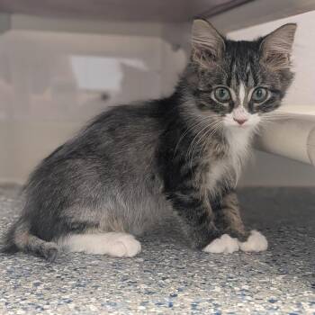 Georgie -  Domestic Long Hair Cat for Adoption in Prairie Du Chien, Wisconsin - Georgie | PetCurious