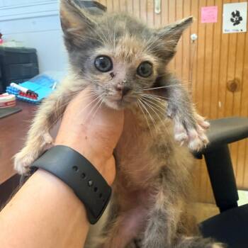 Krysta -  Domestic Short Hair Cat for Adoption in Corinth, Mississippi - Krysta | PetCurious