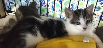 Dane -  Domestic Medium Hair Cat for Adoption in Albemarle, North Carolina - Dane | PetCurious