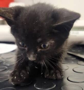 Shrinky Dinks -  Domestic Short Hair Cat for Adoption in Roseville, California - Shrinky Dinks | PetCurious