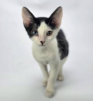 Okidoki -  Domestic Short Hair Cat for Adoption in Sedalia, Colorado - Okidoki | PetCurious