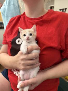 Beanie Weenie (Available for pre-adoption) -  Domestic Short Hair Cat for Adoption in Camden, South Carolina - Beanie Weenie (Available For Pre-adoption) | PetCurious