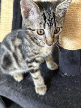 Rescue Domestic Short Hair Cats for Adoption in Antioch, California - Suma (Sumie) | PetCurious