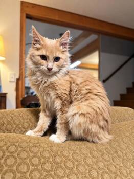 Grainger -  Domestic Long Hair Cat for Adoption in Gladstone, Oregon - Grainger | PetCurious