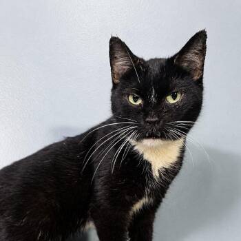 Star -  Tuxedo and Domestic Short Hair Cat for Adoption in Greensburg, Pennsylvania - Star | PetCurious