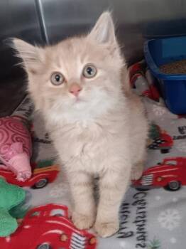 WYATT -  Domestic Medium Hair Cat for Adoption in Seymour, Indiana - WYATT | PetCurious