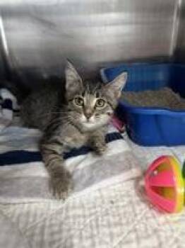 Morel -  Domestic Short Hair Cat for Adoption in Manitowoc, Wisconsin - Morel | PetCurious