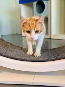 Domestic Short Hair Cats Available for Adoption - Leo  | PetCurious