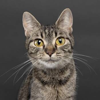 Vinya -  Domestic Short Hair Cat for Adoption in Franklin, Tennessee - Vinya | PetCurious