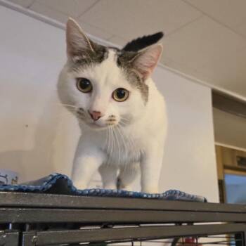 Domestic Short Hair Cats Available for Adoption in Hanna City, Illinois - Charlie Chaplin | PetCurious