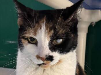 Dilute Calico Cats Available for Adoption in Powell, Ohio - Calliope | PetCurious