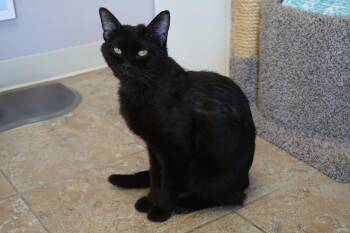 JiJi II -  Domestic Short Hair Cat Available for Adoption in Fountain Hills, Arizona - JiJi II | PetCurious