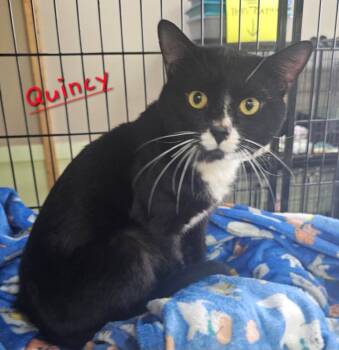 Domestic Short Hair Cats Available for Adoption in Jim Thorpe, Pennsylvania - Quincy | PetCurious