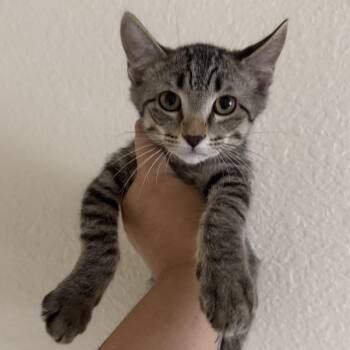 Milk -  Tabby Cat for Adoption in Las Vegas, Nevada - Milk | PetCurious