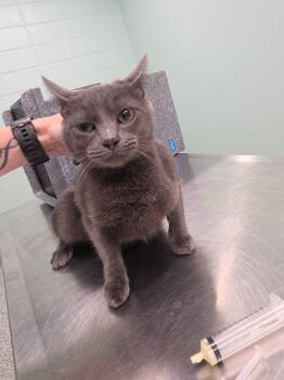 Cass -  Domestic Short Hair Cat for Adoption in Athens, Tennessee - Cass | PetCurious