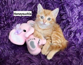 Tabby Cats Available for Adoption in St. Augustine, Florida - Honeysuckle | PetCurious