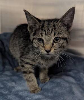 Andy -  Domestic Short Hair Cat for Adoption in Evansville, Indiana - Andy | PetCurious