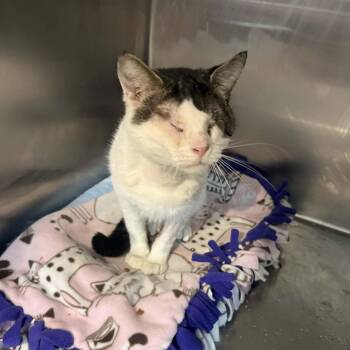 Domestic Short Hair Cats Available for Adoption - Stu | PetCurious