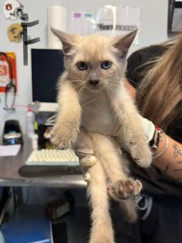 MINA -  Domestic Short Hair Cat for Adoption in Fort Walton Beach, Florida - MINA | PetCurious