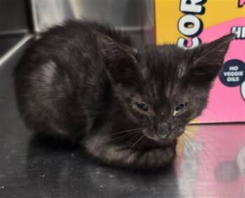 MISTIQUE -  Domestic Short Hair Cat for Adoption in Thousand Palms, California - MISTIQUE | PetCurious